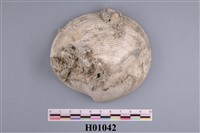 藏品(貝類化石)的圖片